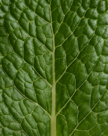 Deodorante stick Menthe Eucalyptus