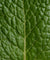 Deodorante stick Menthe Eucalyptus