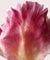 Déodorant stick Rose Pivoine